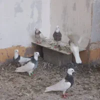 ۱۲ تا طوقی پرشی