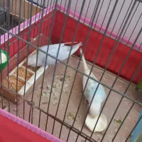 فروش جفت مرغ عشق مولد به همراه جوجه