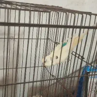 مرغ عشق