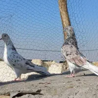 کبوتر پرشی اصیل کاشان|پرنده|کاشان, راوند|دیوار