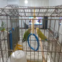 یه جفت طوطی برزیلی