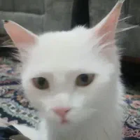 واگذاری گربه بریتیش