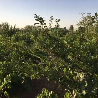 فروش باغ ثمرده میوه و انگور