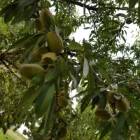 فروش نهال بادام