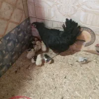 مرغ گلین کرچ با جوجه