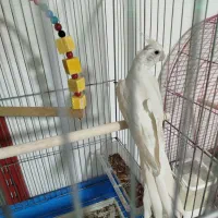 عروس هلندی جفت مولد|پرنده|بندرعباس, |دیوار