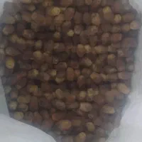 قصب ۲۳۰