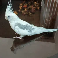 طوطی برزیلی فنچ مرغ عشق عروس قفس|پرنده|محلات, |دیوار