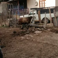 قوچ بره گوسفند|حیوانات مزرعه|کجور, |دیوار