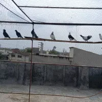 کبوتر پرشی|پرنده|آکند, |دیوار