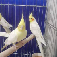 عروس هلندی|پرنده|اهواز, طالقانی|دیوار