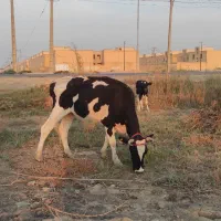 جراحی|حیوانات مزرعه|چمران, |دیوار