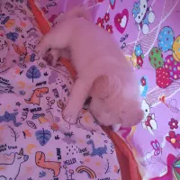 فروش|سگ|فردیس, سرحد آباد|دیوار