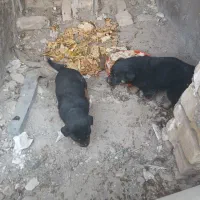 رتوایلر توله