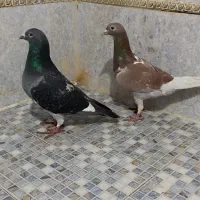 کبوتر پلاکی (مسافتی)|پرنده|گرگان, |دیوار