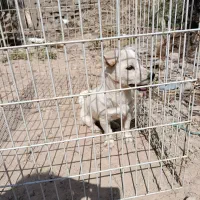 سگ پا کوتاه|سگ|بندر گناوه, |دیوار