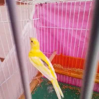 قناری نر|پرنده|چناران, |دیوار