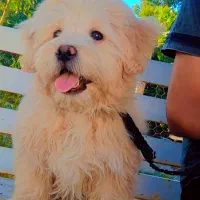 فروش سگ|سگ|کرمان, |دیوار