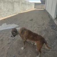 وقت رسیدگی ندارم