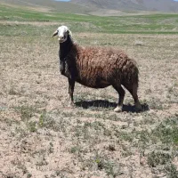 میش کله سفید