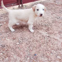 سگ فروشی|سگ|ایرانشهر, |دیوار