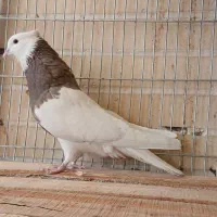 کبوترطوقی زیبا