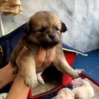 فروش سگ اشپیتز پامر