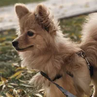 فروش سگ پامر