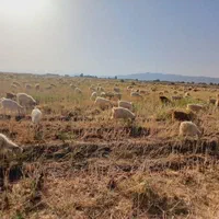 گوسفند|حیوانات مزرعه|ارزوئیه, |دیوار