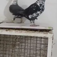 کشکی سیاه سینه سفید