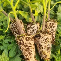 فروش ویژه نشاء گوجه فرنگی|خدمات باغبانی و درختکاری|آبدان, |دیوار