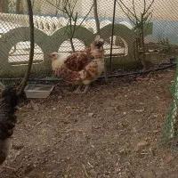 مرغ تخم گذار