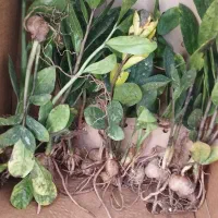 زاموفیلیا بصورت ریشه/حسن رحمانی|گل و گیاه طبیعی|قائن, |دیوار