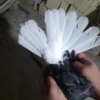 دم سفید کبوتر اشعل