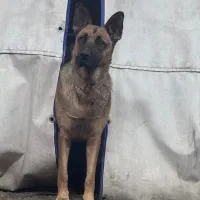 واگذاری ژرمن اصیل