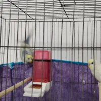 مرغ عشق جوان|پرنده|شادگان, |دیوار