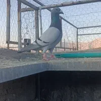 کبوتر پلاکی ب شرط هوا زدوخوردی|پرنده|شیراز, داریون|دیوار