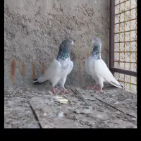 کفتر پاکستانی تیدی