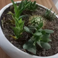 گلدان رومیزی دو عدد|گل و گیاه طبیعی|مشهد, شهرک امام هادی (شهرک غرب)|دیوار