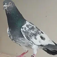 ۲ عدد نر پرشی