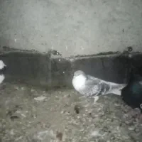 کبوتر رنگه