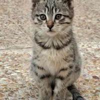 واگذاری رایگان بچه گربه