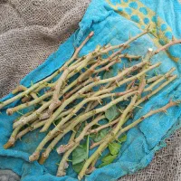 فروش ترکه پسته