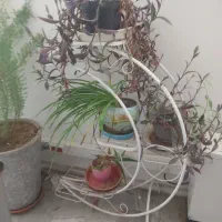 استند گل