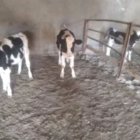 س تا جوانه دوتا ۵ وچهار ماهه یکی ۳ ماه کمتر|حیوانات مزرعه|اسحاق آباد, |دیوار