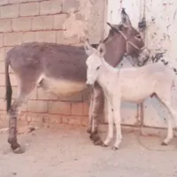 الاغ ماده جوان|حیوانات مزرعه|شیراز, سعیدیه جنوبی|دیوار