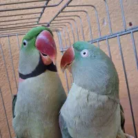 یک جفت شاه طوطی مولد