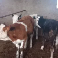 گوساله|حیوانات مزرعه|کردکوی, |دیوار