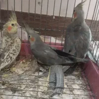 عروس هلندی۶ ماهه سرحال و زرنگ|پرنده|لاهیجان, گلستان|دیوار