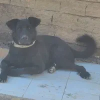 واگذاری سگ میکس ژرمن دوبرمن نگهبان|سگ|مرند, |دیوار